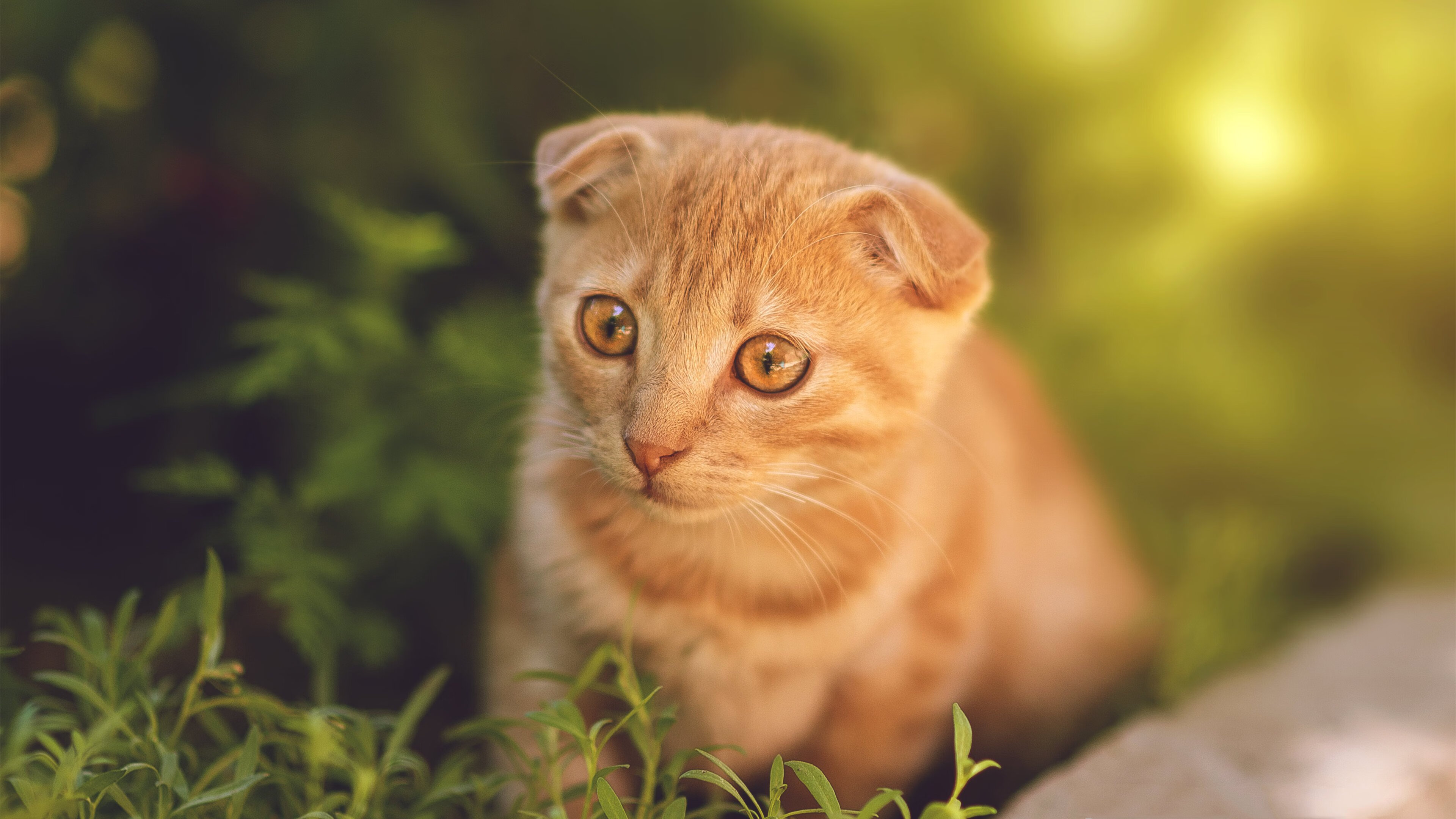 凯尔特人强行终结爵士连胜，英格拉姆临危受命化身关键先生